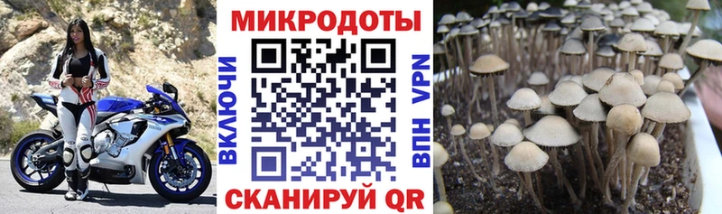 Псилоцибиновые грибы Cubensis  Сольцы 